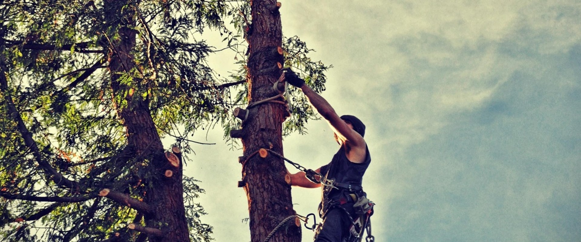 Enhance Your Property with Professional Tree Removal